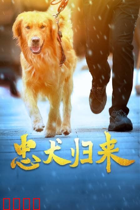 忠犬归来：跨越生死之约